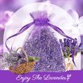 Organic Lavender Sachets - 12 Bags